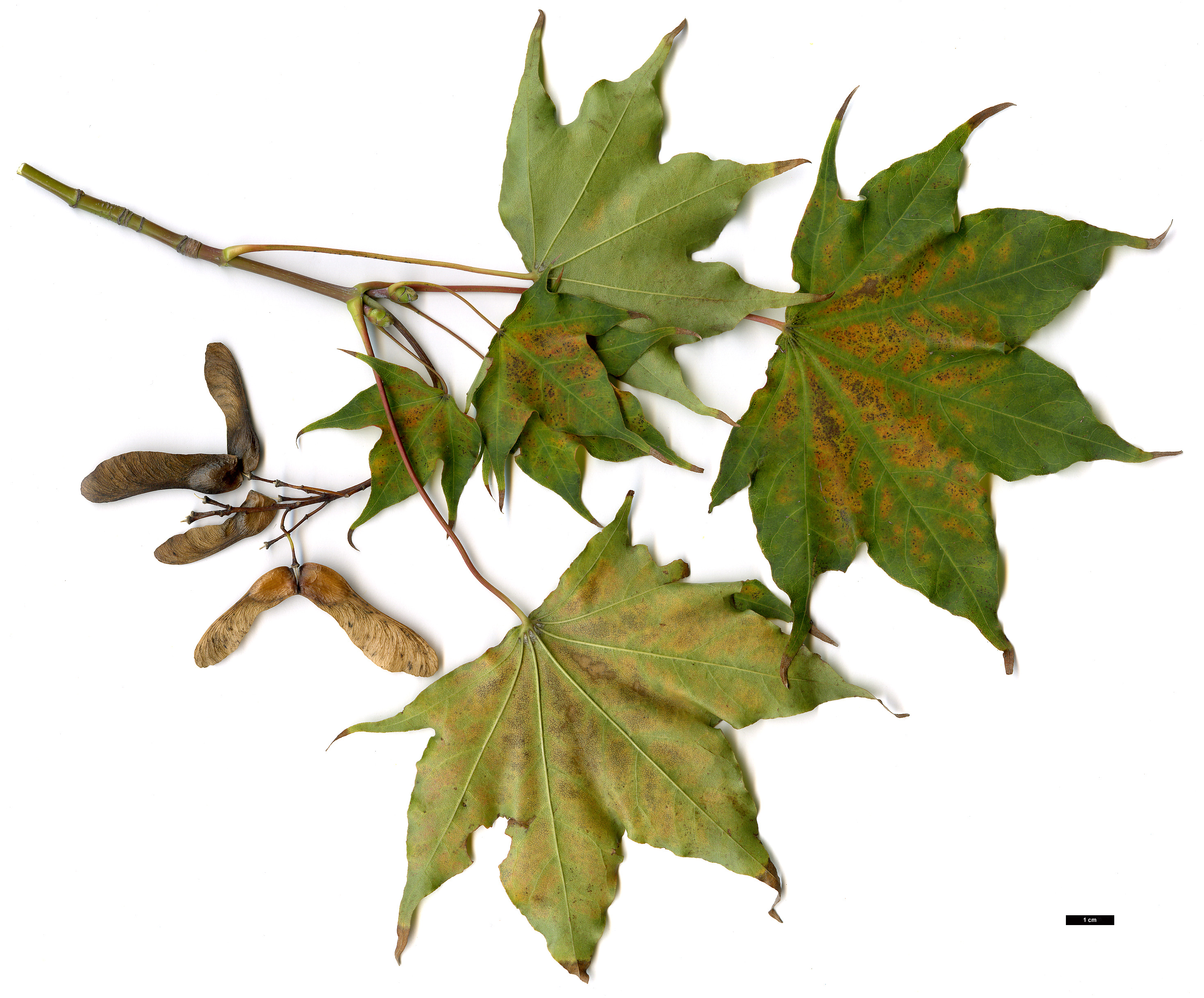 High resolution image: Family: Sapindaceae - Genus: Acer - Taxon: cappadocicum - SpeciesSub: subsp. cappadocicum